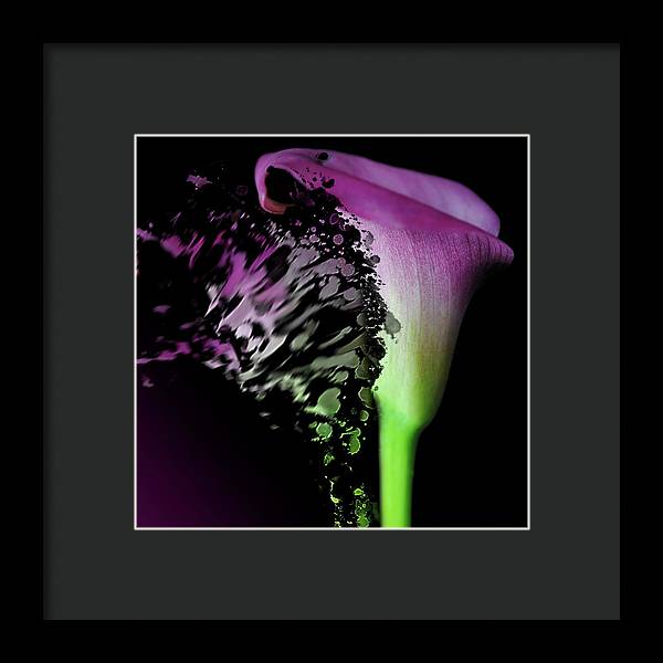 Purple Calla Lily Departs - Framed Print