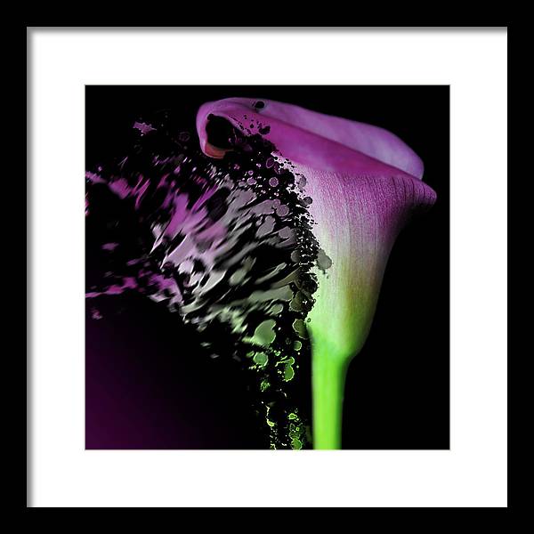 Purple Calla Lily Departs - Framed Print