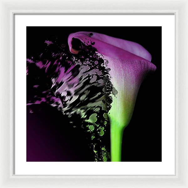 Purple Calla Lily Departs - Framed Print