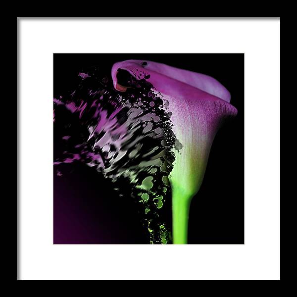 Purple Calla Lily Departs - Framed Print