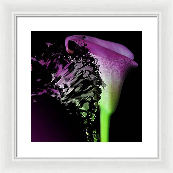 Purple Calla Lily Departs - Framed Print