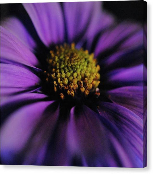 Purple Daisy - Canvas Print