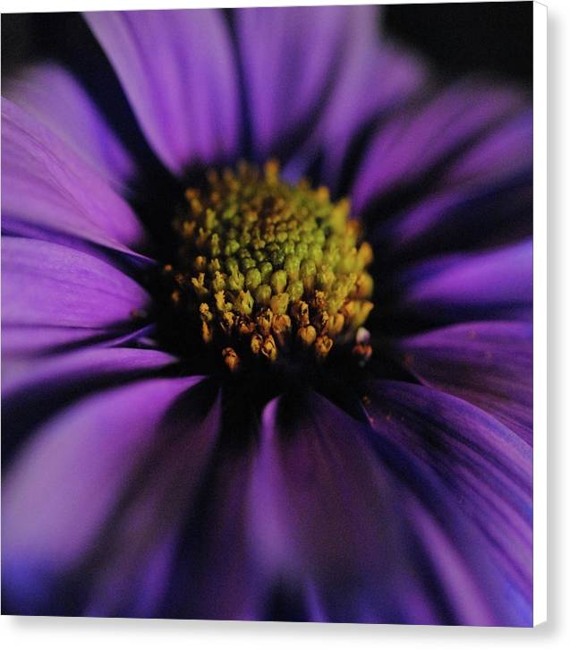 Purple Daisy - Canvas Print