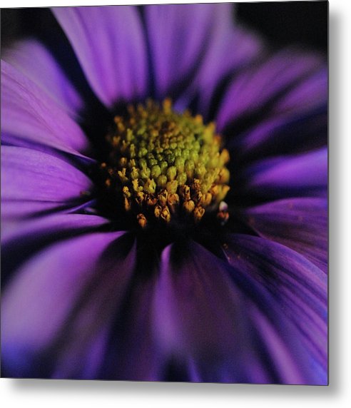 Purple Daisy - Metal Print