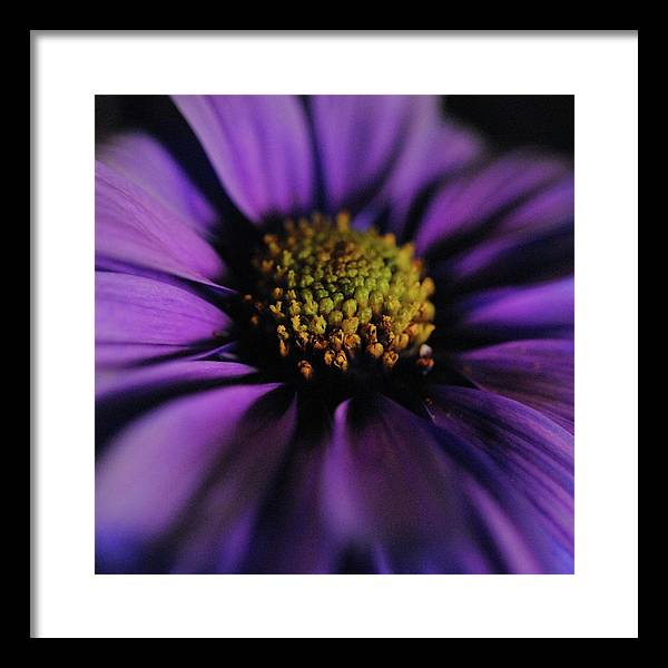 Purple Daisy - Framed Print