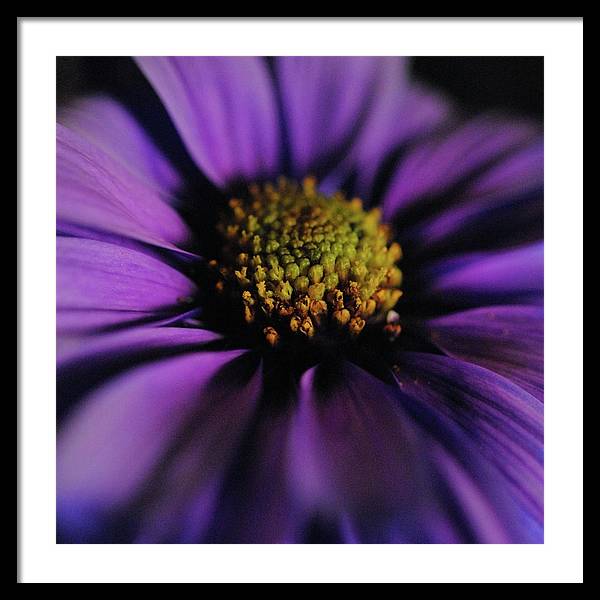 Purple Daisy - Framed Print