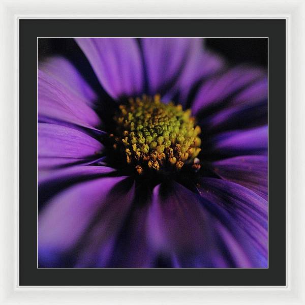 Purple Daisy - Framed Print