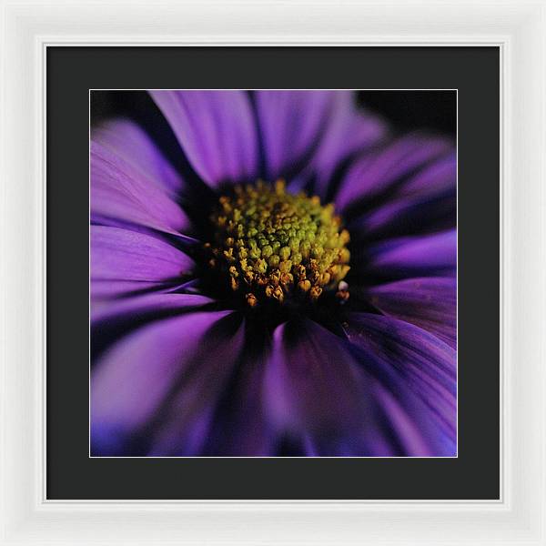 Purple Daisy - Framed Print