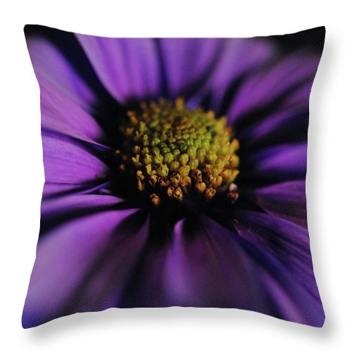 Purple Daisy - Throw Pillow