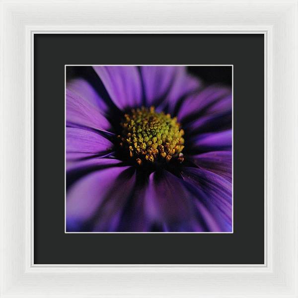 Purple Daisy - Framed Print