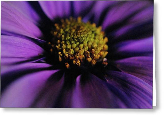 Purple Daisy - Greeting Card