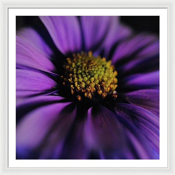 Purple Daisy - Framed Print