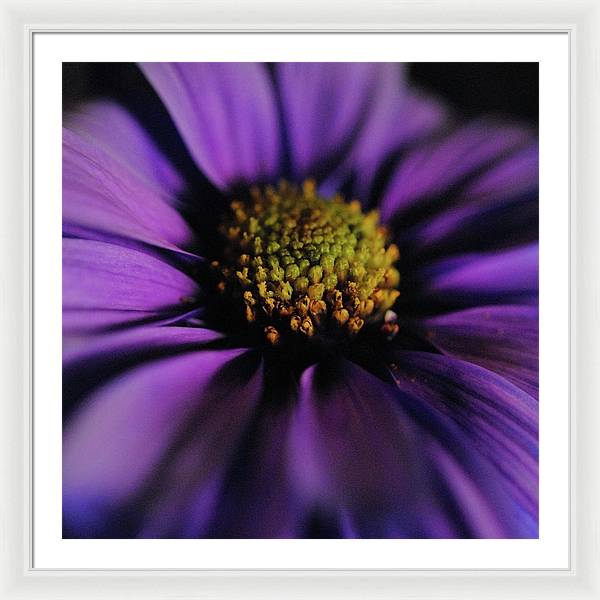 Purple Daisy - Framed Print