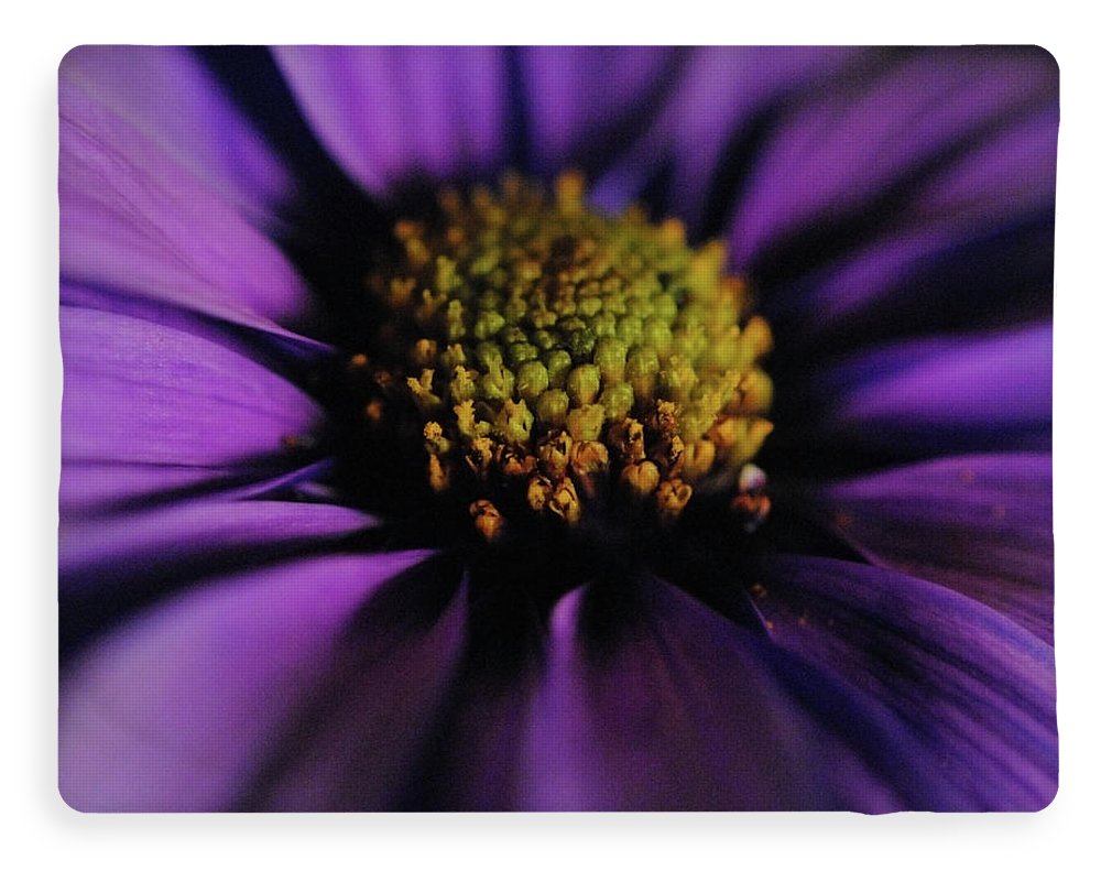 Purple Daisy - Blanket