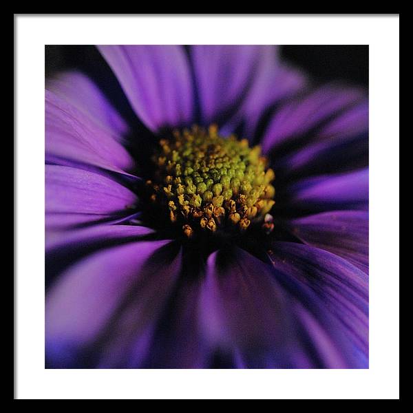 Purple Daisy - Framed Print