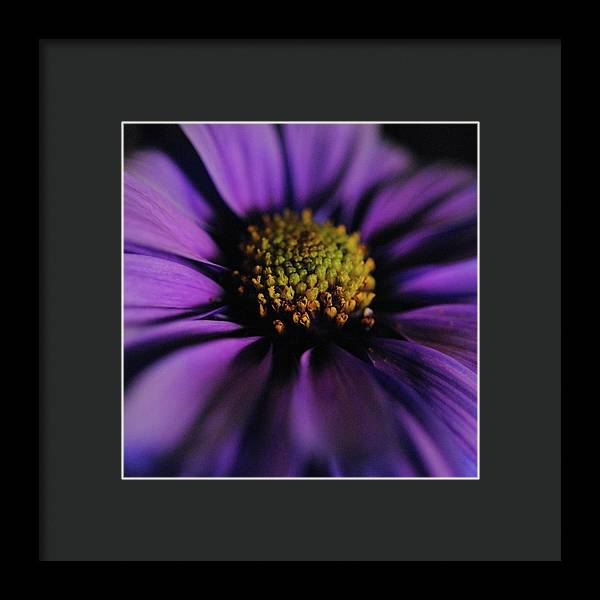 Purple Daisy - Framed Print