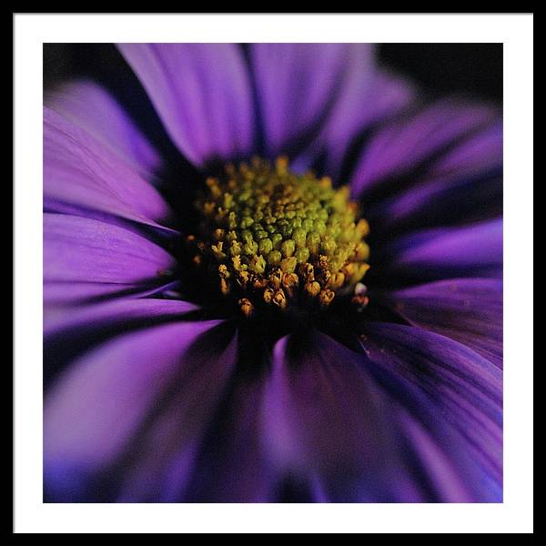 Purple Daisy - Framed Print