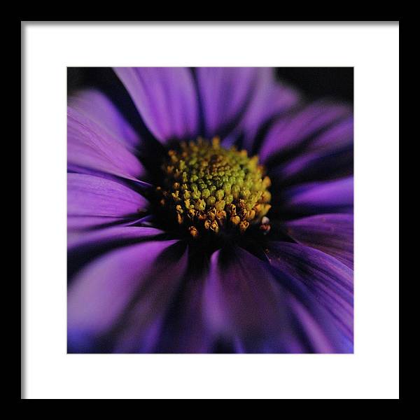 Purple Daisy - Framed Print