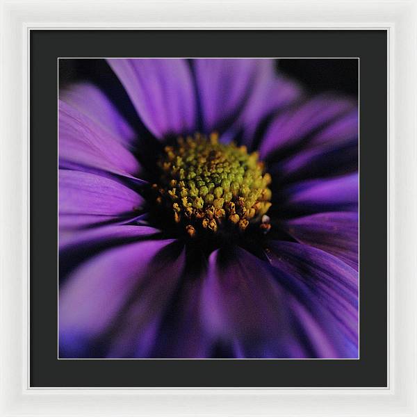 Purple Daisy - Framed Print