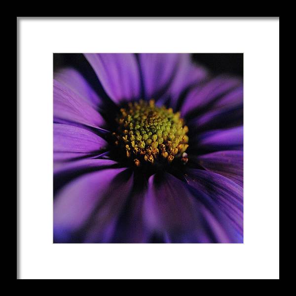 Purple Daisy - Framed Print