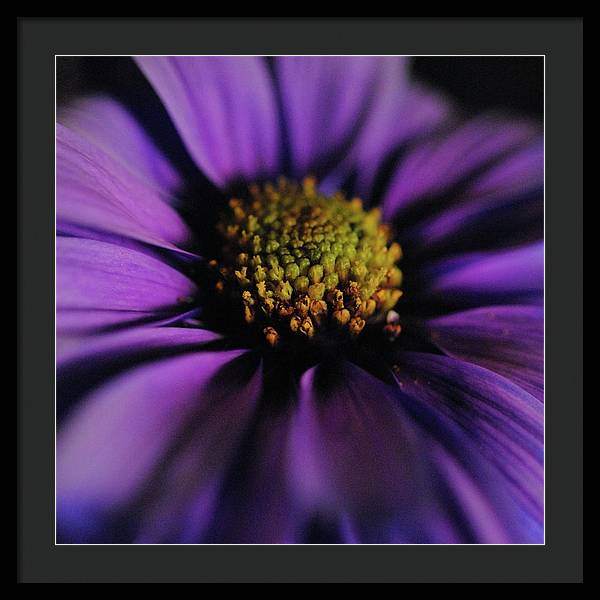 Purple Daisy - Framed Print