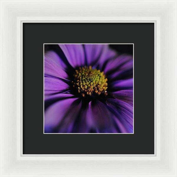 Purple Daisy - Framed Print