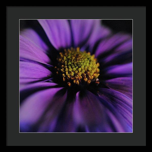 Purple Daisy - Framed Print