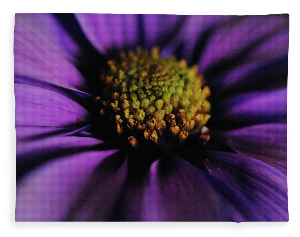 Purple Daisy - Blanket