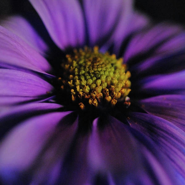 Purple Daisy - Art Print