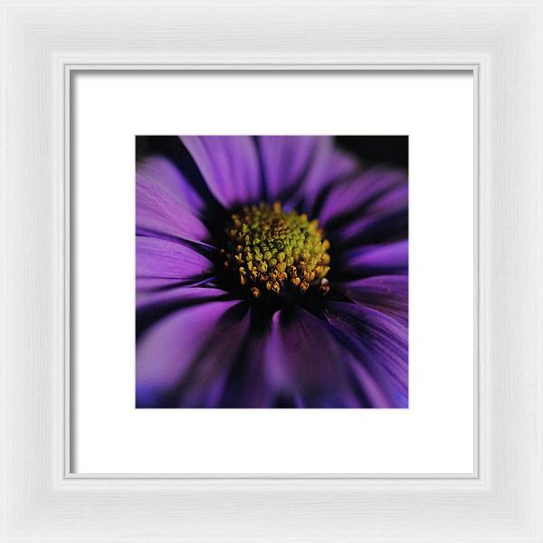 Purple Daisy - Framed Print