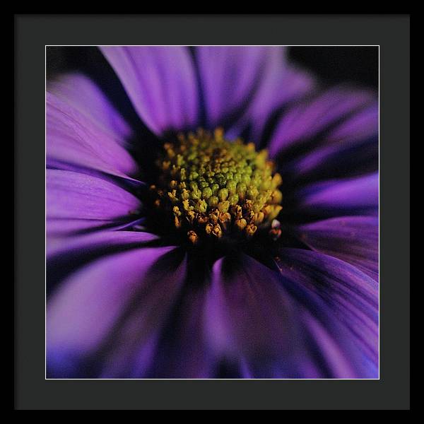 Purple Daisy - Framed Print