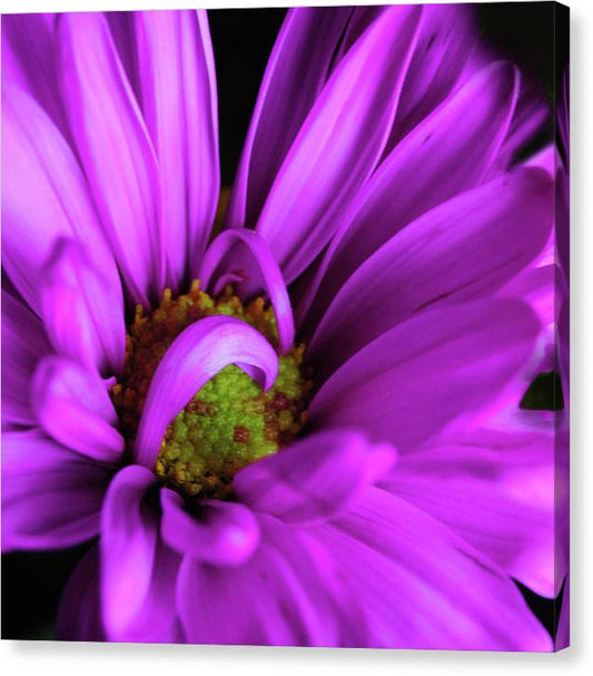 Purple Daisy Curlin - Canvas Print