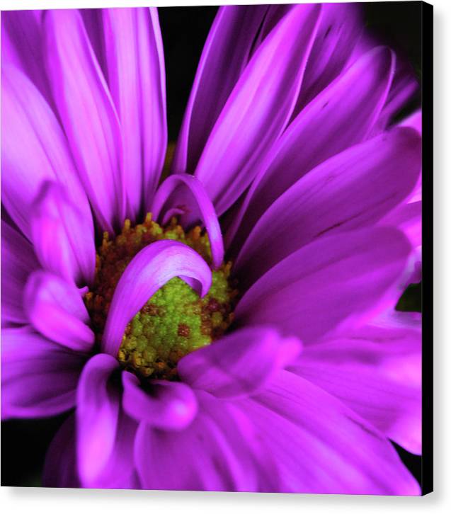 Purple Daisy Curlin - Canvas Print