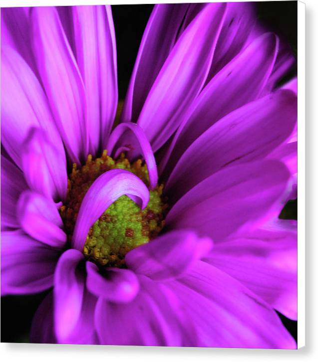 Purple Daisy Curlin - Canvas Print