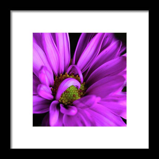 Purple Daisy Curlin - Framed Print