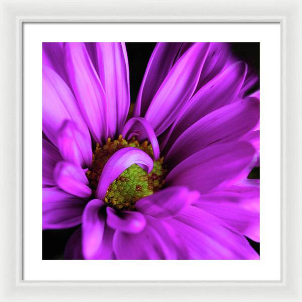 Purple Daisy Curlin - Framed Print