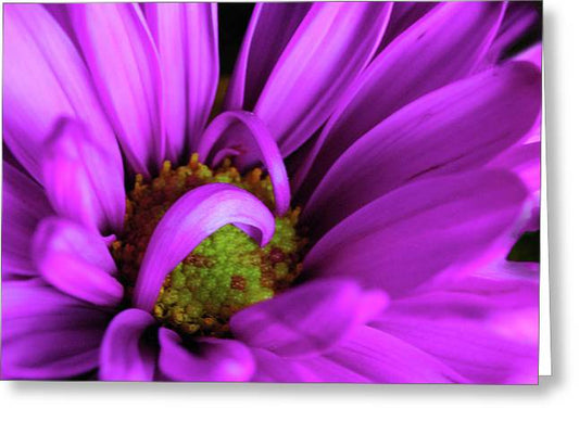 Purple Daisy Curlin - Greeting Card