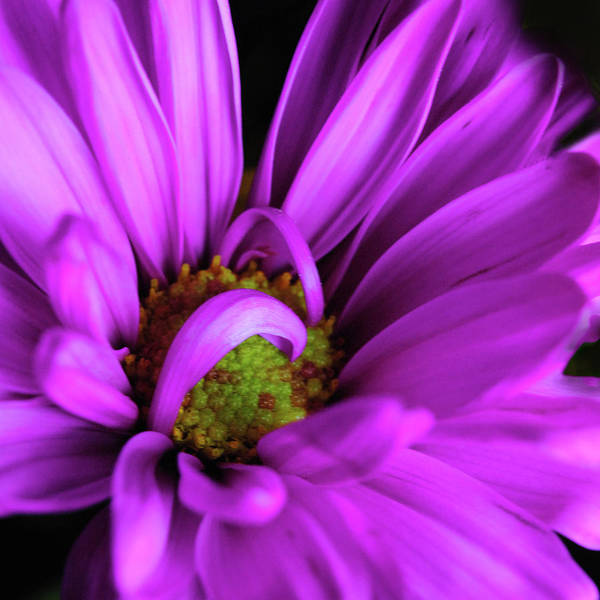 Purple Daisy Curlin - Art Print