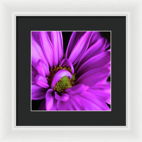 Purple Daisy Curlin - Framed Print