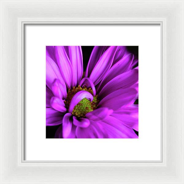 Purple Daisy Curlin - Framed Print