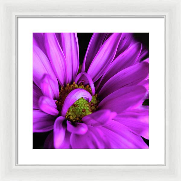 Purple Daisy Curlin - Framed Print