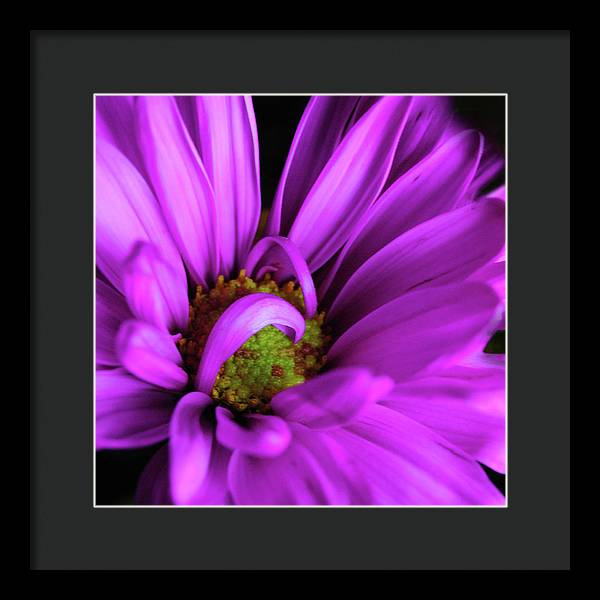 Purple Daisy Curlin - Framed Print