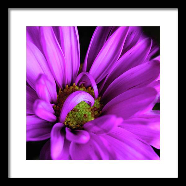 Purple Daisy Curlin - Framed Print