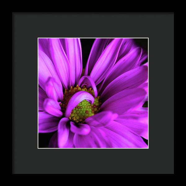 Purple Daisy Curlin - Framed Print