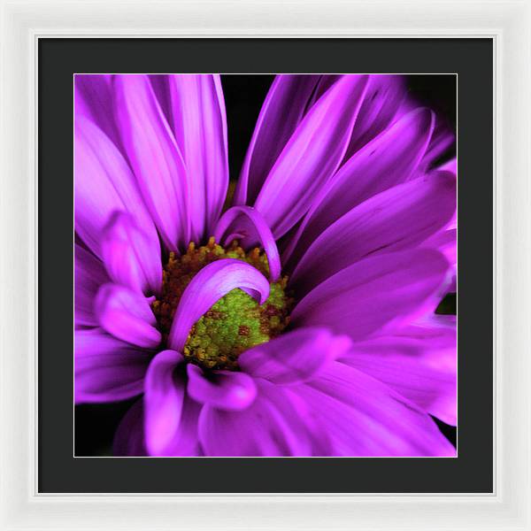 Purple Daisy Curlin - Framed Print