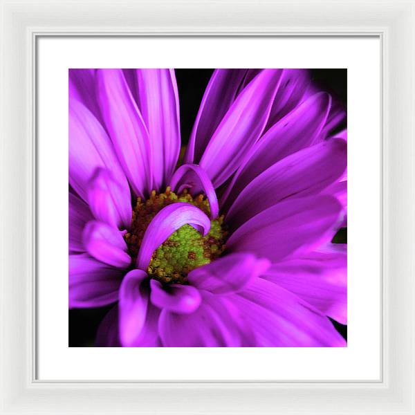 Purple Daisy Curlin - Framed Print