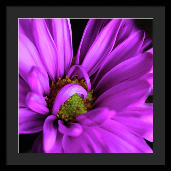 Purple Daisy Curlin - Framed Print