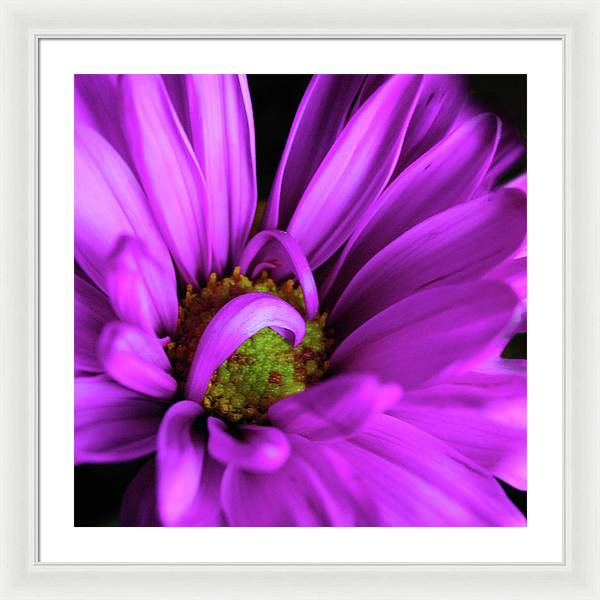 Purple Daisy Curlin - Framed Print