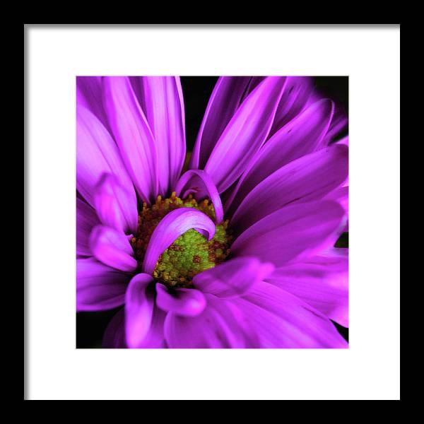 Purple Daisy Curlin - Framed Print