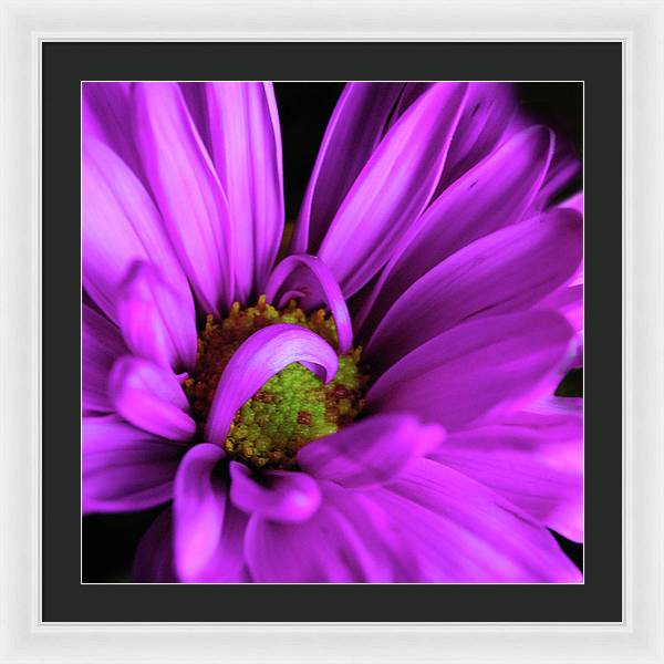 Purple Daisy Curlin - Framed Print